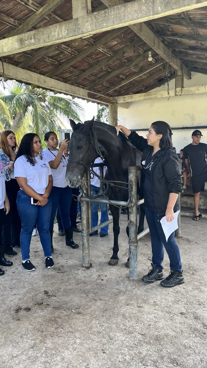 Mãos cuidando de um cavalo