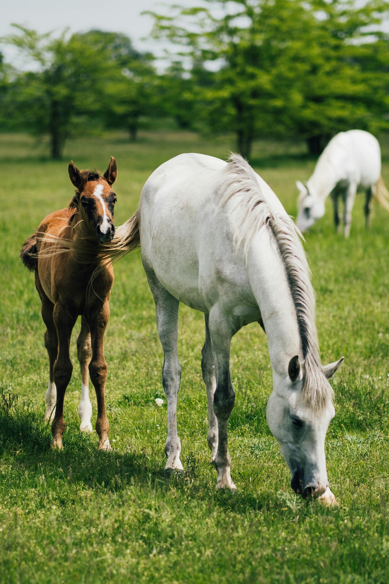 Veterinária cuidando de cavalo em haras ao amanhecer